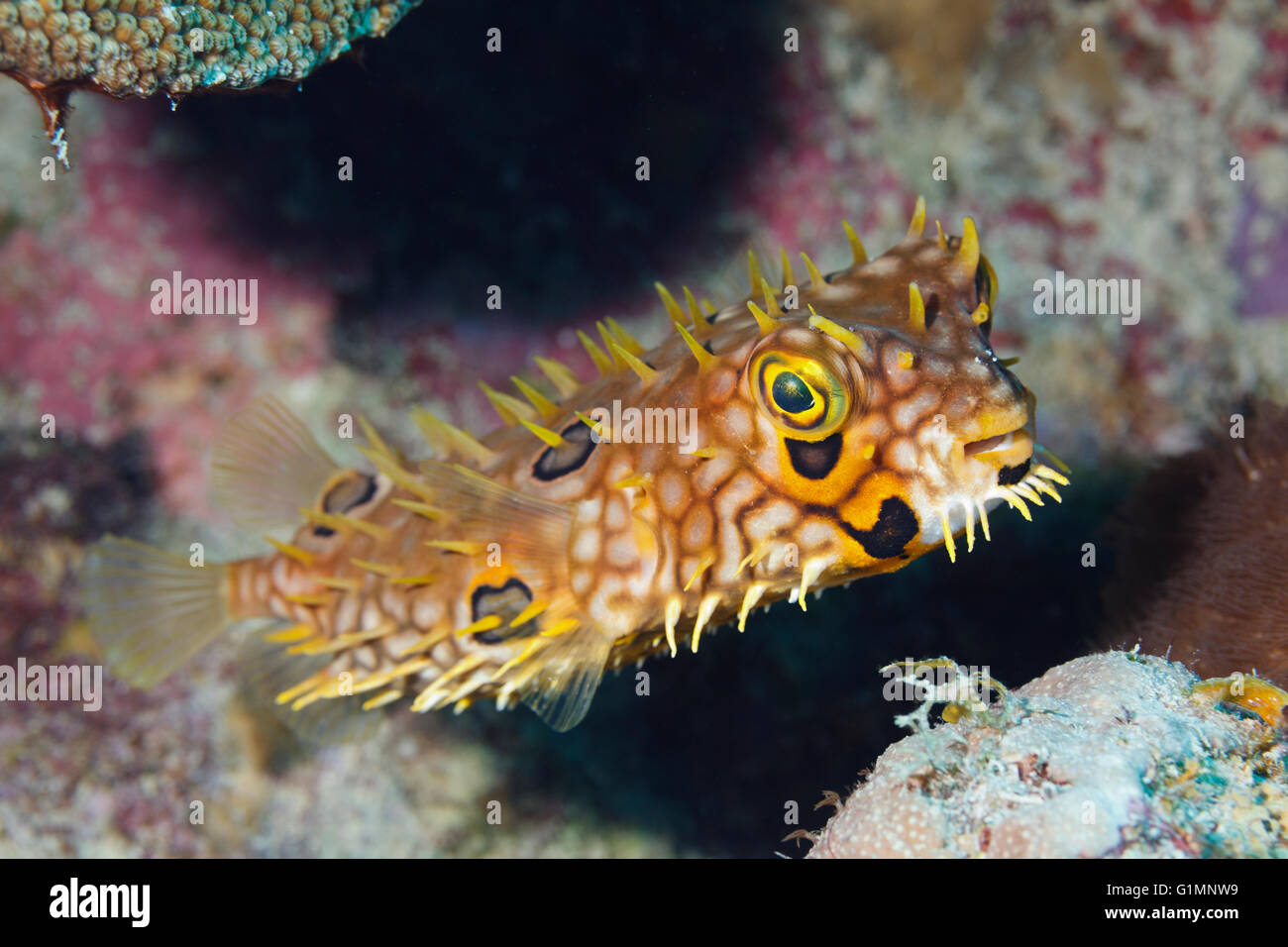 Balloonfish hi-res stock photography and images - Alamy
