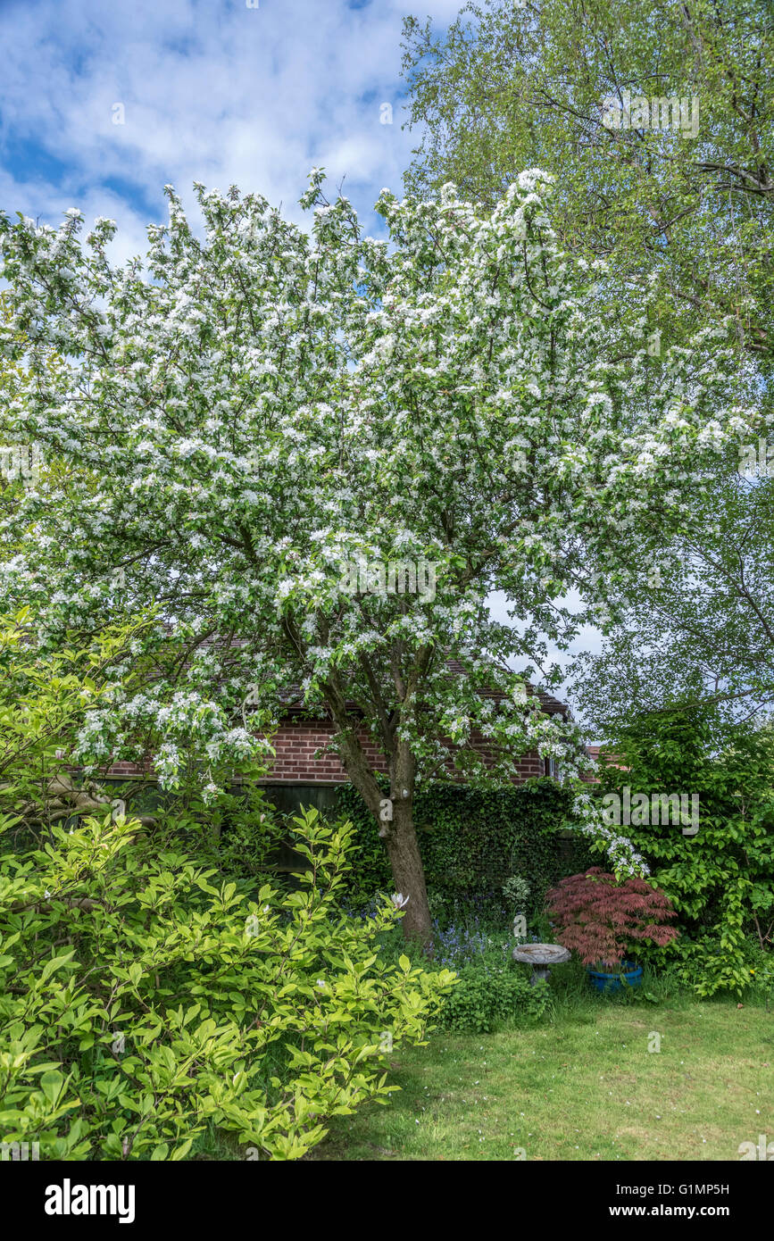 A crab apple tree in full bloom. Stock Photo