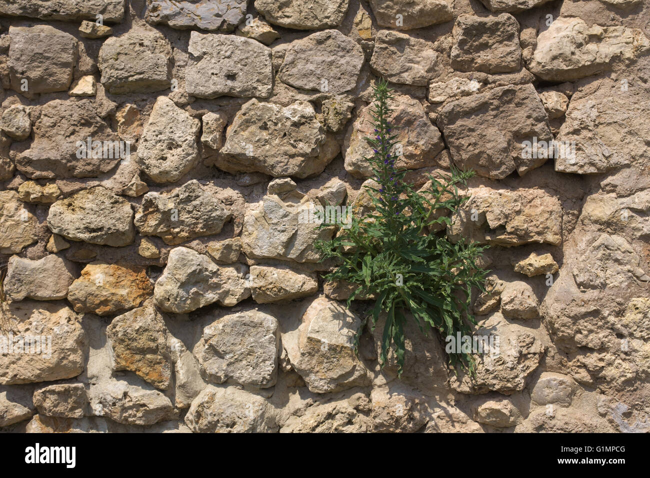 A fieldstone wall with blueweed (Echium vulgare) growing on it.. Stock Photo