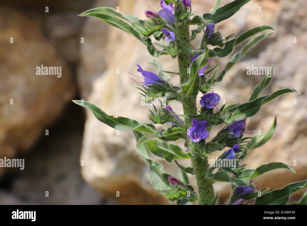 Blueweed (Echium vulgare) macro with stone background. Stock Photo