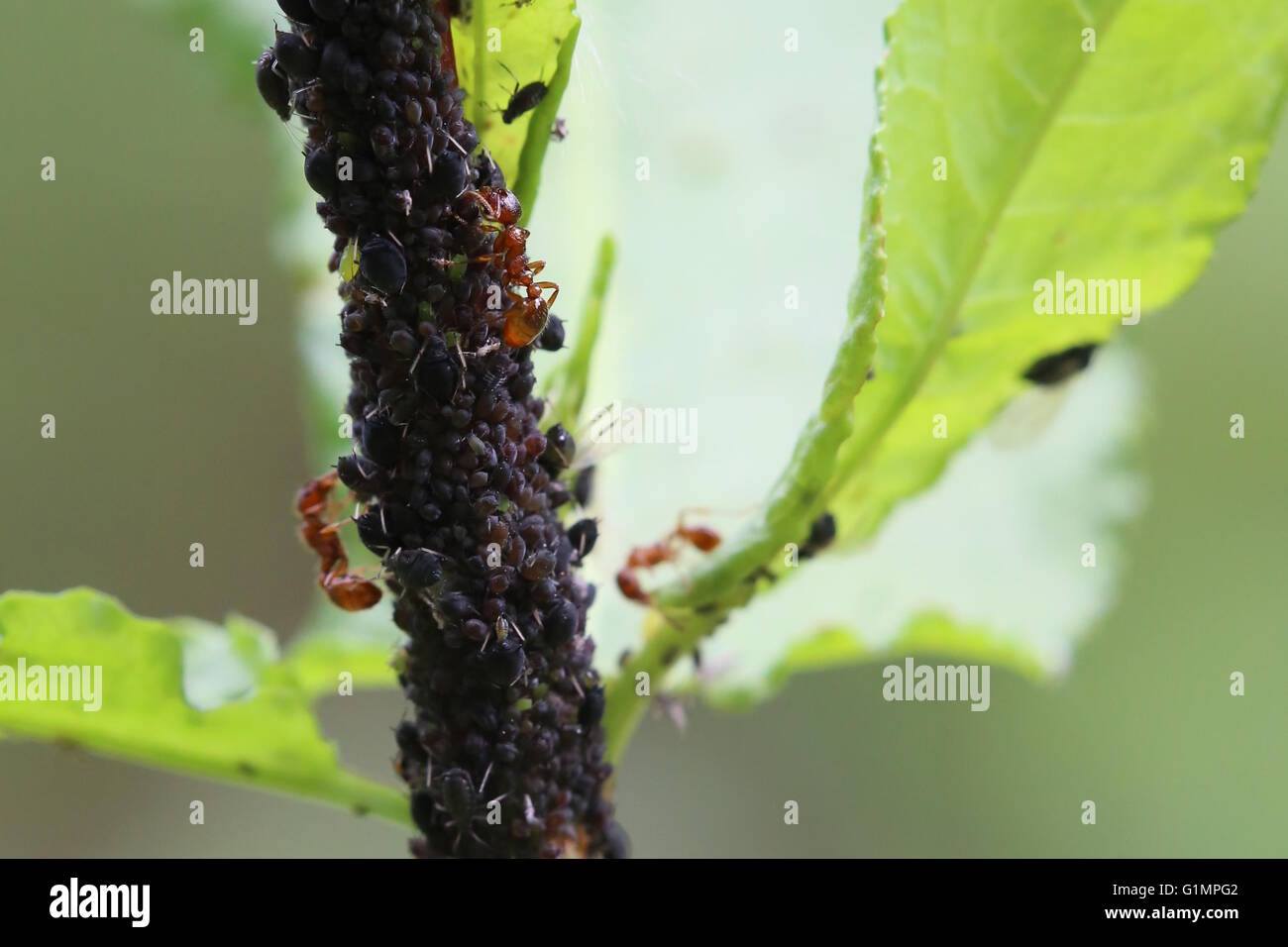 Aphids on a plant, herded by European fire ants (Myrmica rubra). Stock Photo