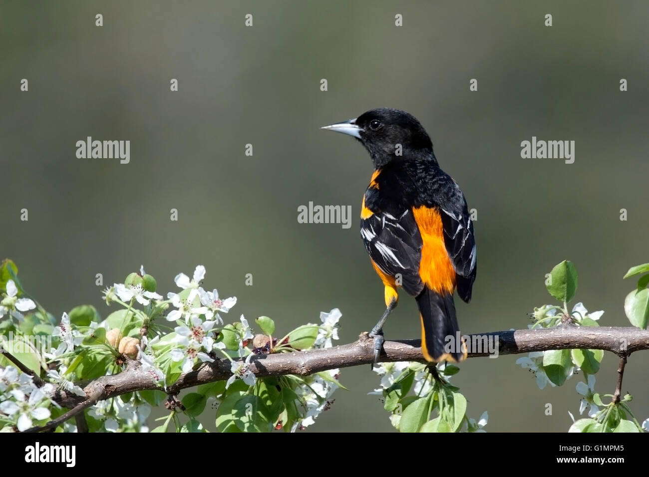 Male Baltimore oriole perches on blossoming branch in spring Stock Photo