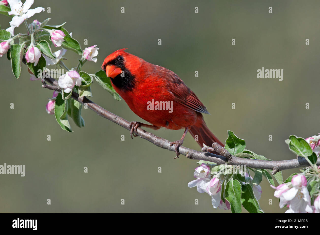 Womens Red Cardinal Bird Dogwood Flower North Carolina