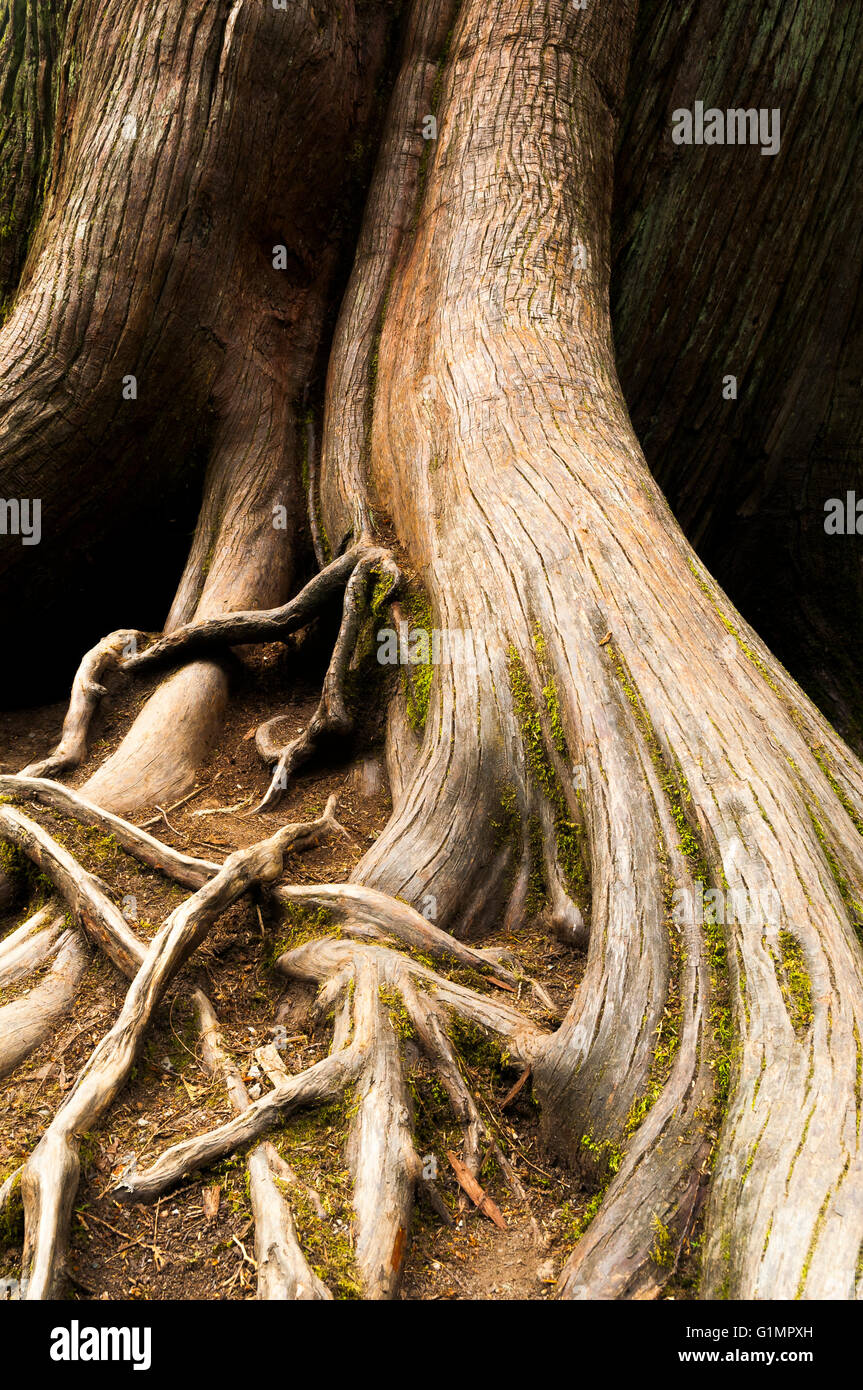 Cedar tree roots, Cathedral Grove, MacMillan Provincial Park, Vancouver Island, British Columbia Stock Photo