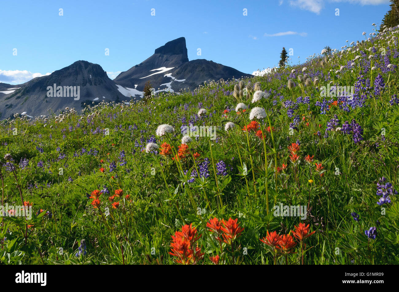 Black Tusk, wildflower meadow, Garibaldi Provincial Park, British Columbia, Canada Stock Photo
