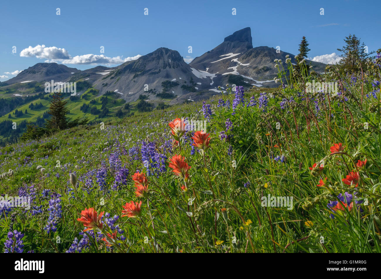 Black Tusk, wildflower meadow, Garibaldi Provincial Park, British Columbia, Canada Stock Photo