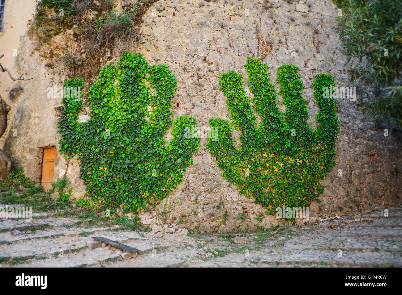 Green wall, ivy in Cotignac , Provence, France Stock Photo