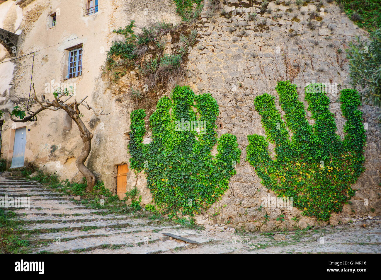 Green wall, ivy in Cotignac , Provence, France Stock Photo