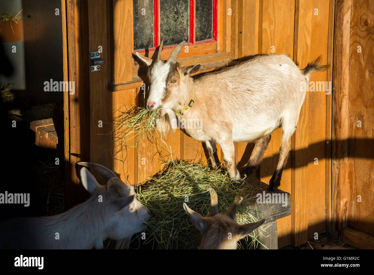 Goat Herb High Resolution Stock Photography and Images Alamy