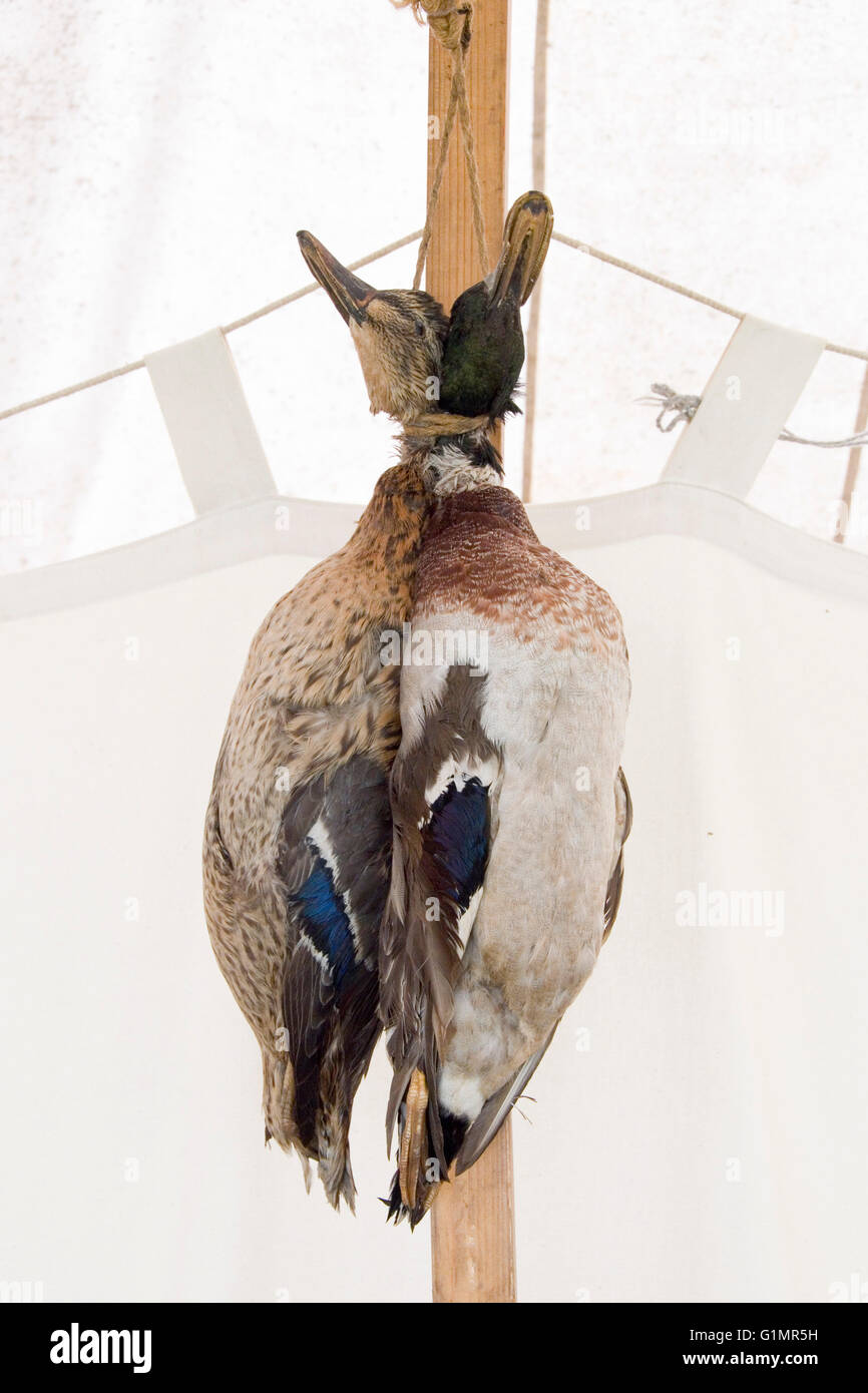 Brace of ducks hires stock photography and images Alamy