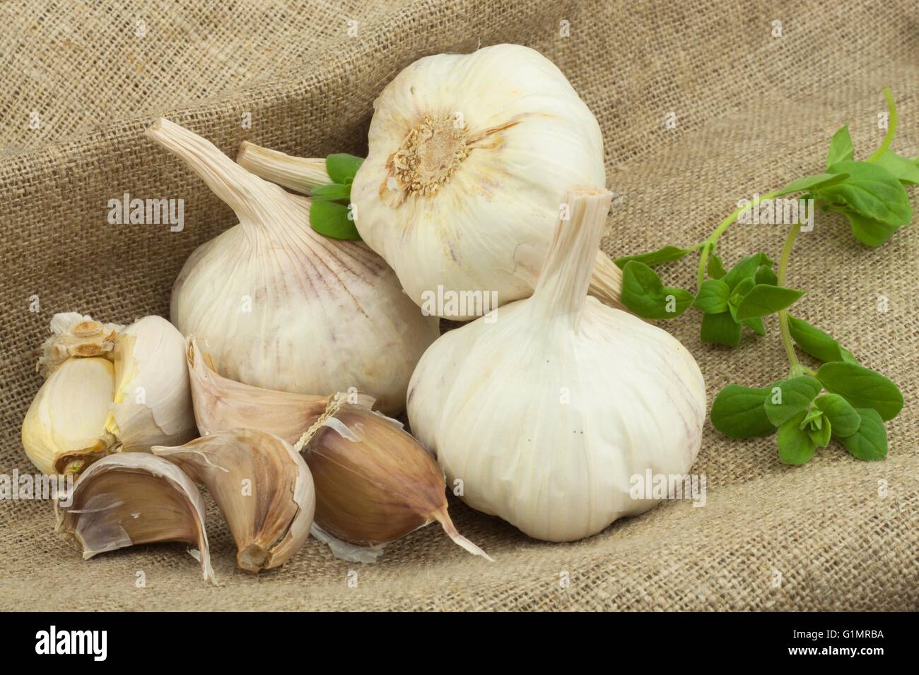 Superfood garlic. Domestic cultivation garlic. Traditional natural cure