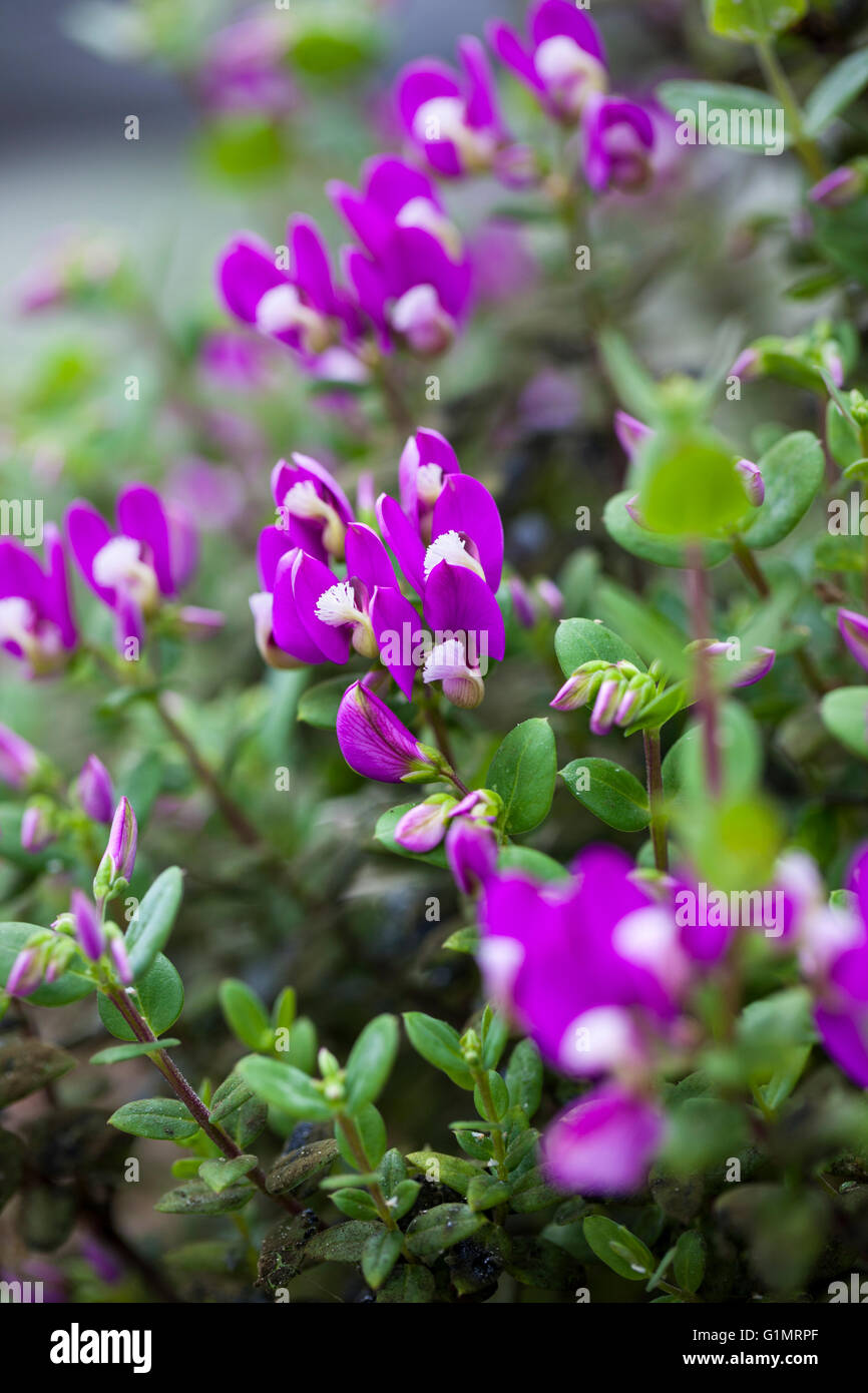 Close up of Polygala Fruticosa - Dwarf Sweet Pea flowering in spring, UK Stock Photo