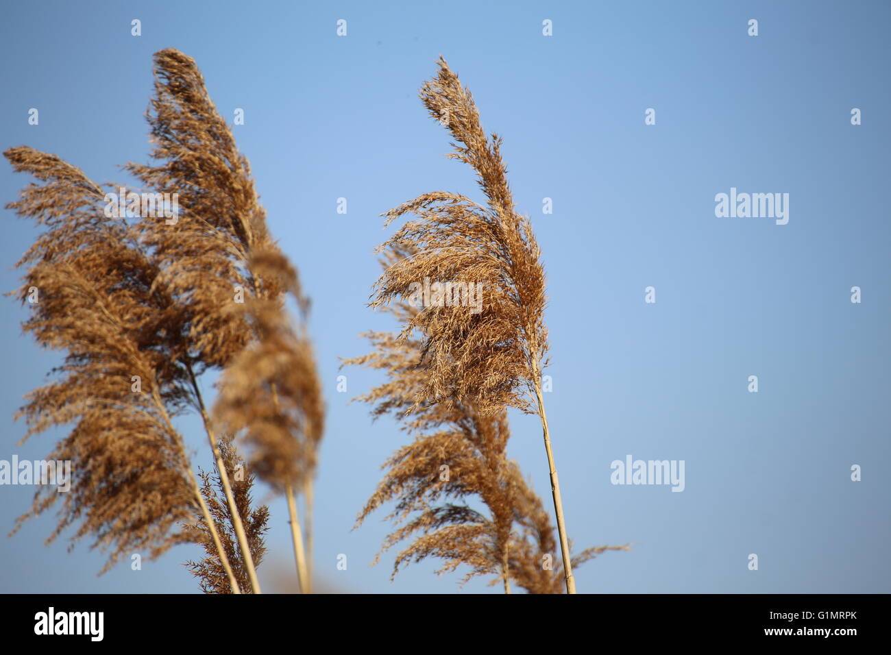 Several reed (Phragmites australis) panicles on a blue sky. Stock Photo