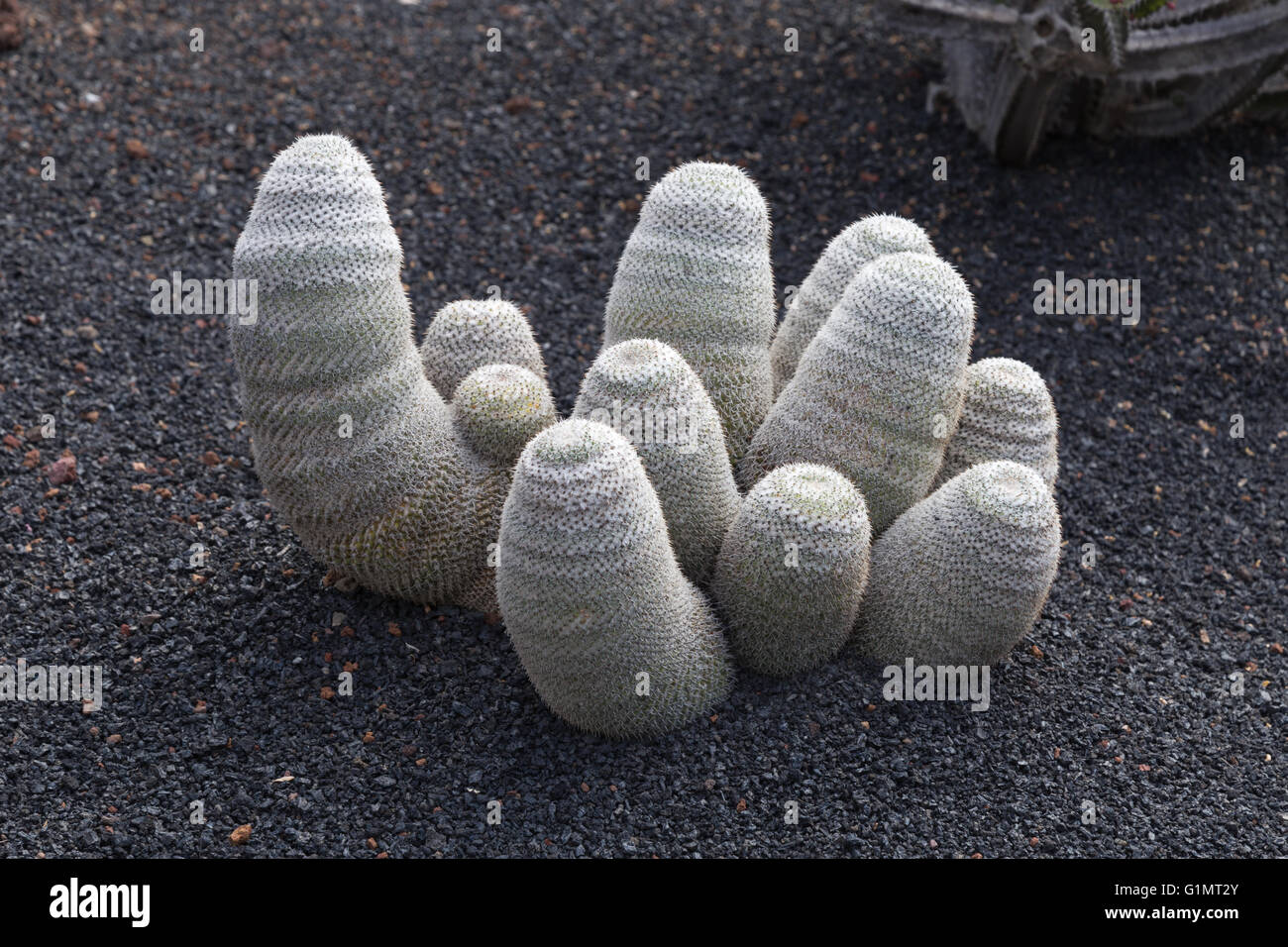 Cactaceae Mammillaria Haageana Stock Photo