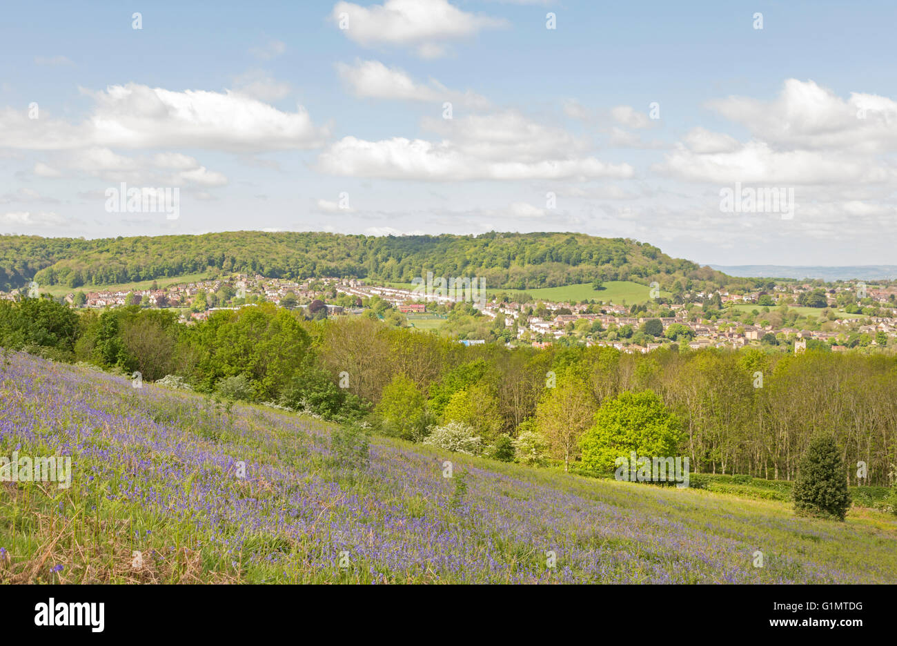 Bluebells on Peaked Down hill with Dursley and Stinchcombe hill in the distance, the Cotswolds, Gloucestershire, England, UK Stock Photo