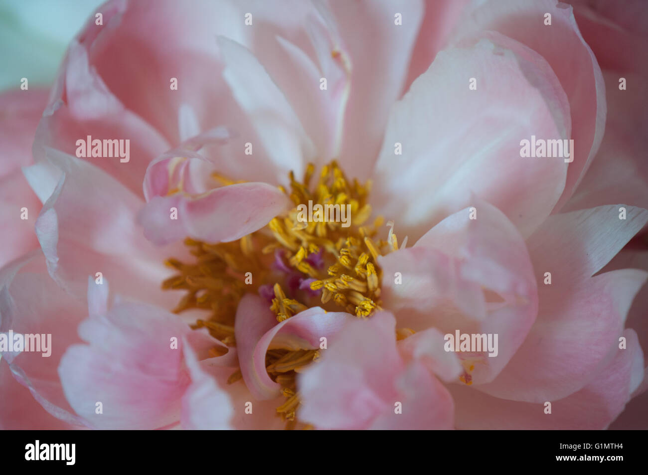 Detail of a pink peony and its petals captured at sunset in a soft light Stock Photo