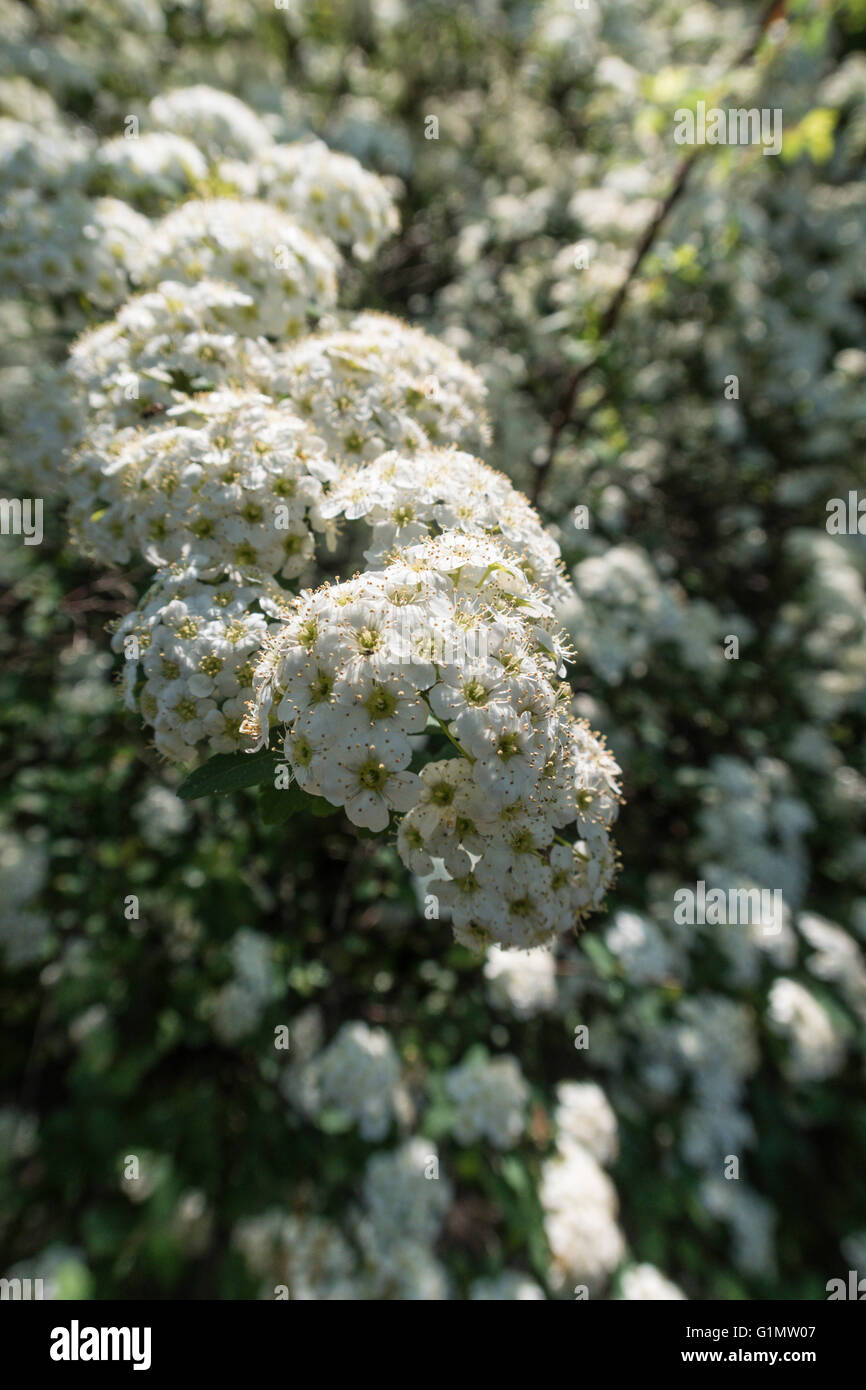 The Conservatory Garden, Central Park, NYC Stock Photo