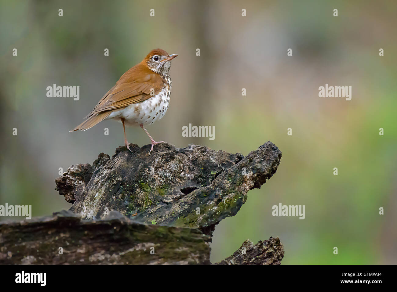 Veery standing on a mossy log. Stock Photo