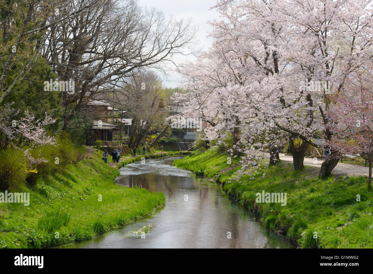 Oshino, Japan - APRIL 20, 2016:Tourists visit sakura near Oshino Hakkai, located between Lake Kawaguchiko and Lake Yamanakako, O Stock Photo