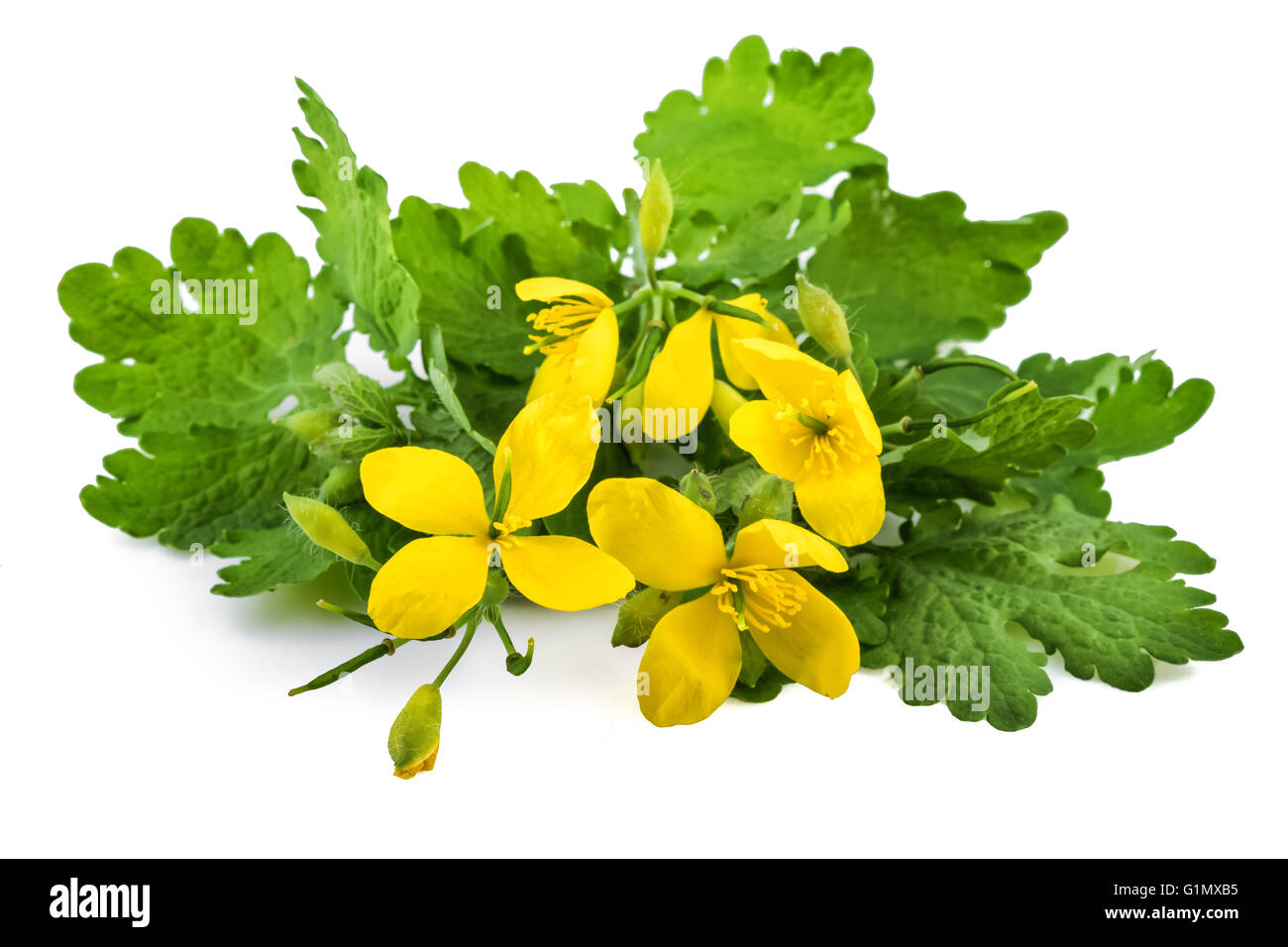 Chelidonium plant with flowers or greater celandine (Chelidonium majus) on white Stock Photo