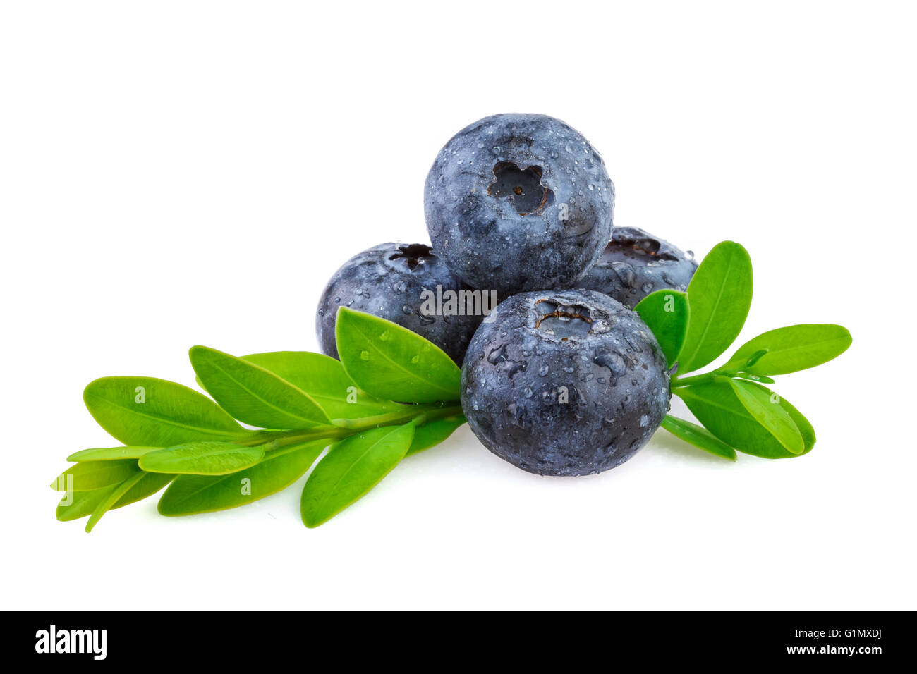 Blueberries over white, organic plant with leaves. Stock Photo