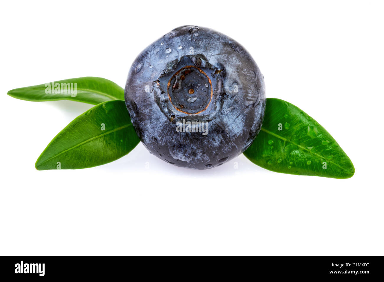 Blueberry closeup Stock Photo