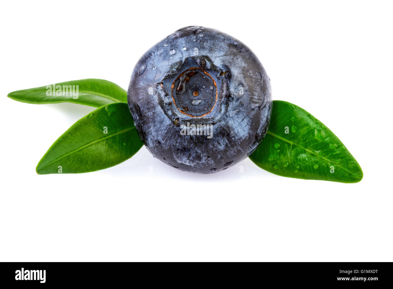 Single Blueberry On White Background Hi Res Stock Photography And