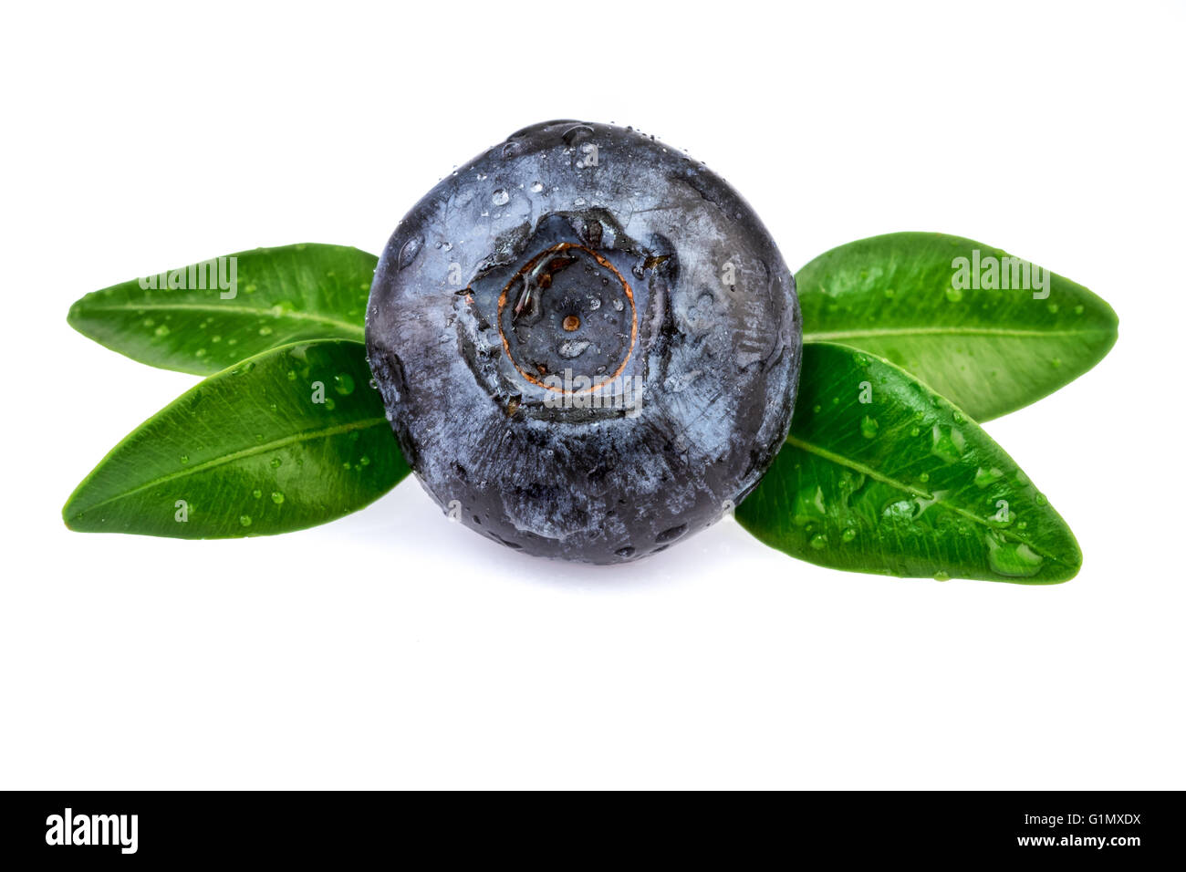 Blueberry with leaf on white background. Closeup. Stock Photo