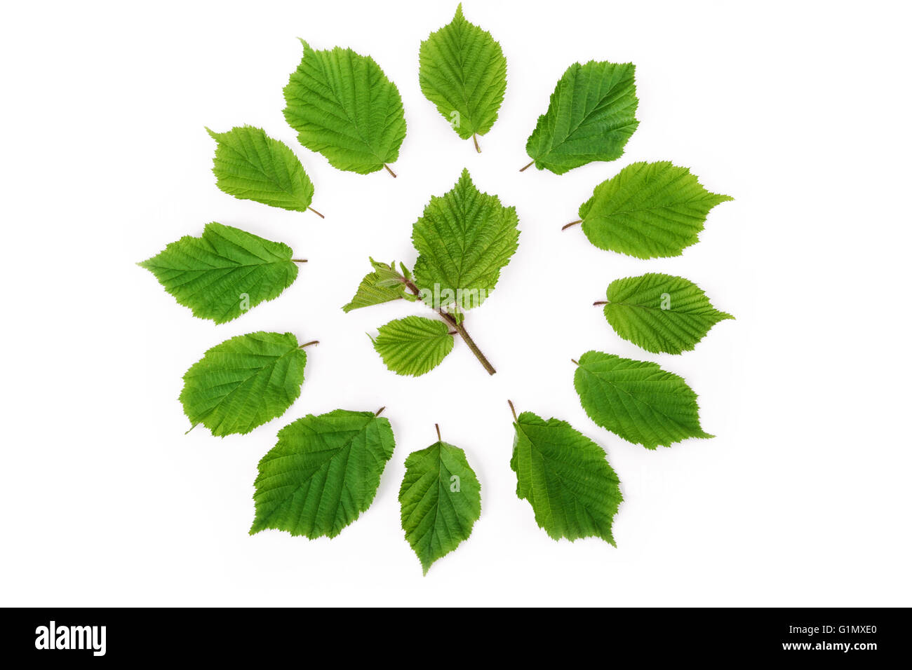 Green leaves bright pattern in round shape on white. Flat lay, top view. Stock Photo
