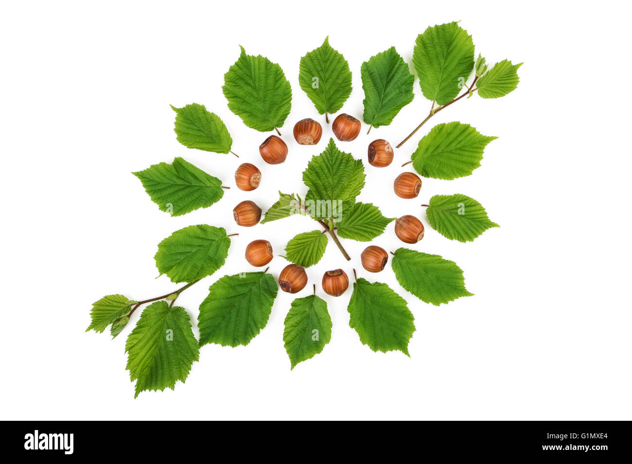 Green pattern with filbert nuts and nuts leaves. Flat lay, top view. Stock Photo