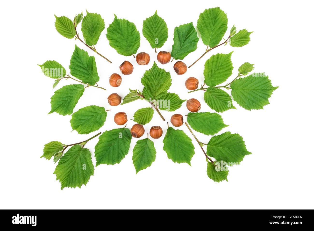 Filbert nuts with green leaves bright pattern on white. Flat lay, top view. Stock Photo