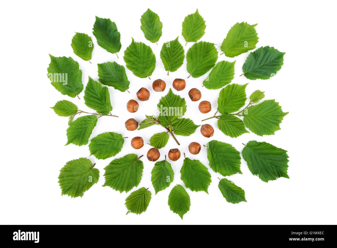 Green leaves with filbert nuts arranged in round shape on white. Top view. Stock Photo