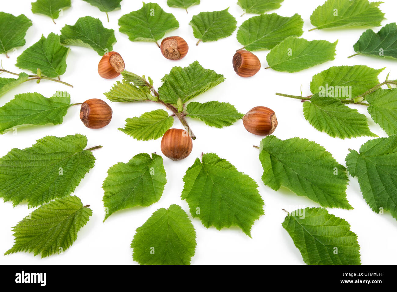 Hazelnuts with green leaves organic background. Stock Photo