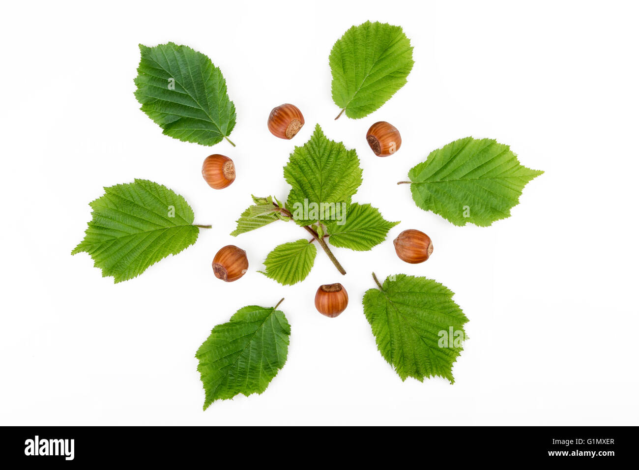 Hazelnuts with leaves isolated on white background. Top view. Stock Photo