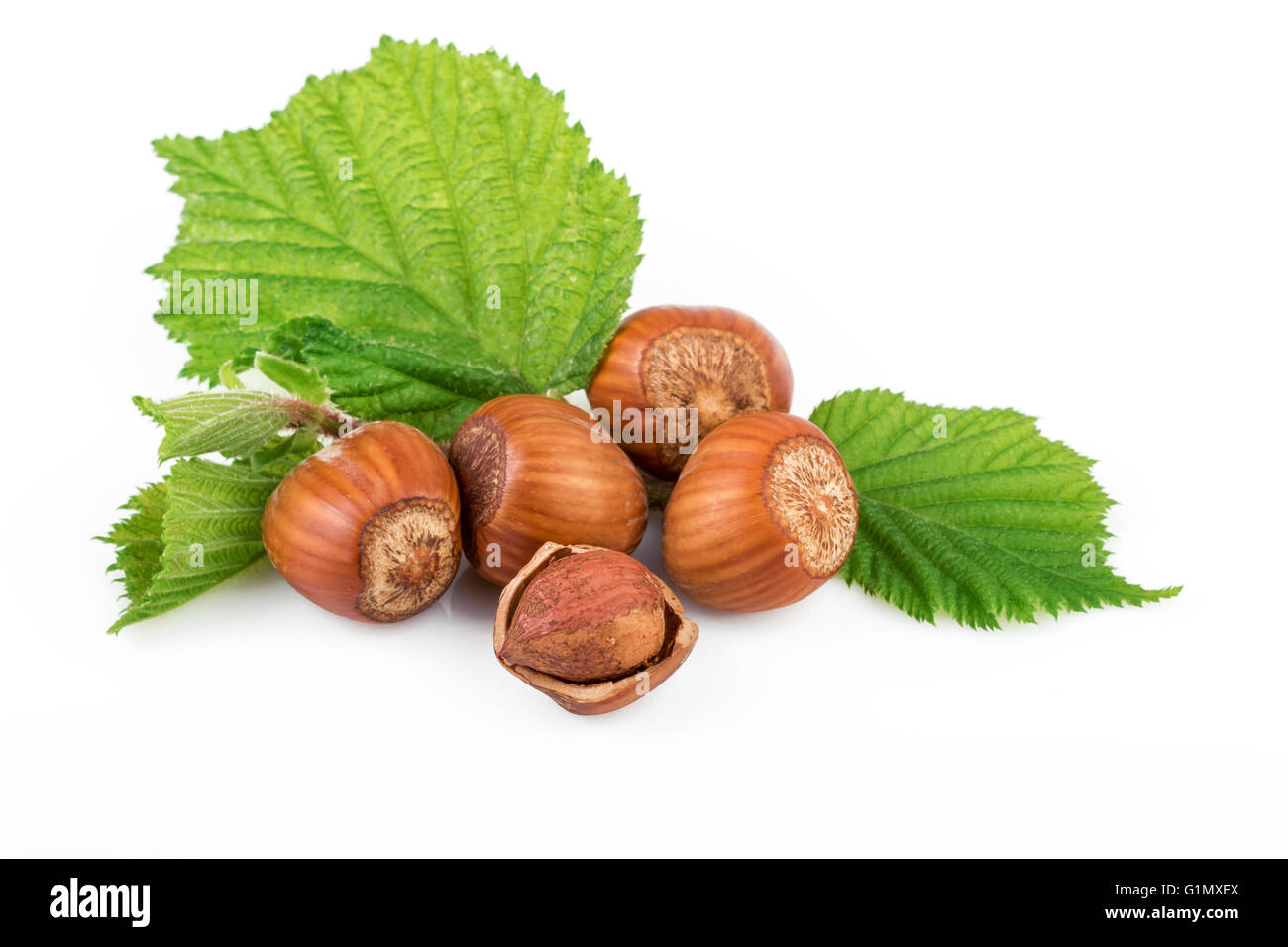 Hazelnut or filbert nuts with leaves on white background Stock Photo