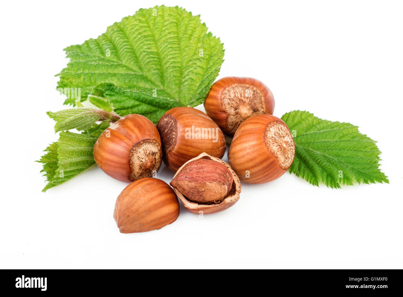 Hazelnut or filbert nuts with leaves on white background Stock Photo
