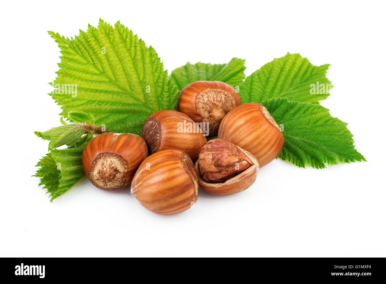 Filbert nuts with leaves on white background Stock Photo