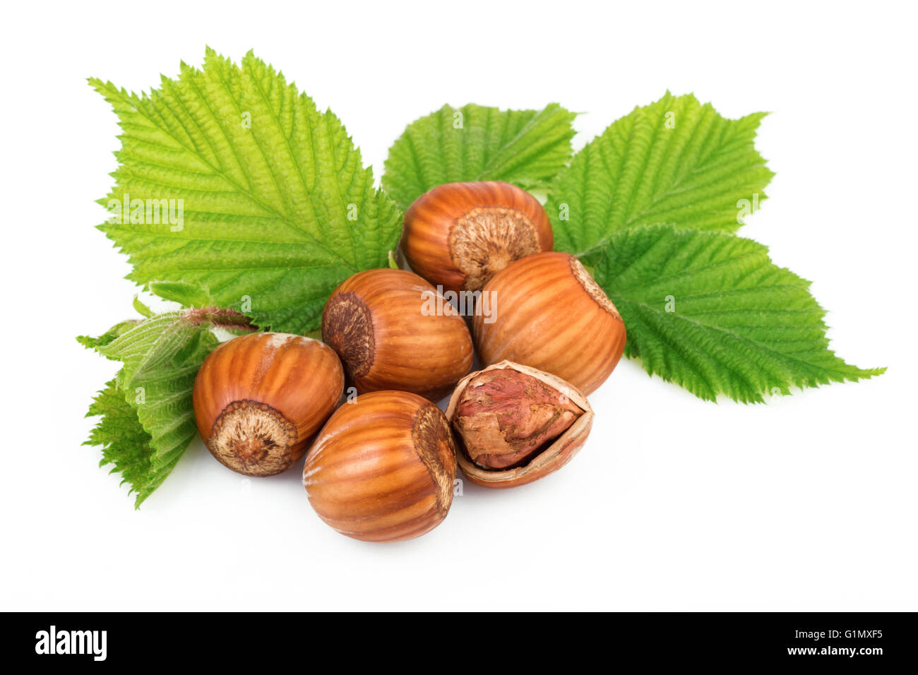 Hazelnuts organic plant with leaves on white background Stock Photo