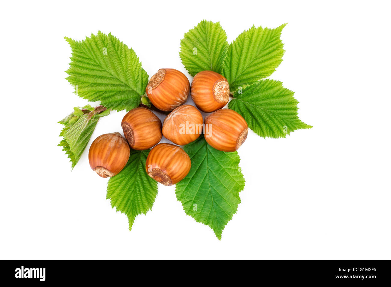 Hazelnut or filbert nuts with leaves on white. Flat lay, top view. Stock Photo