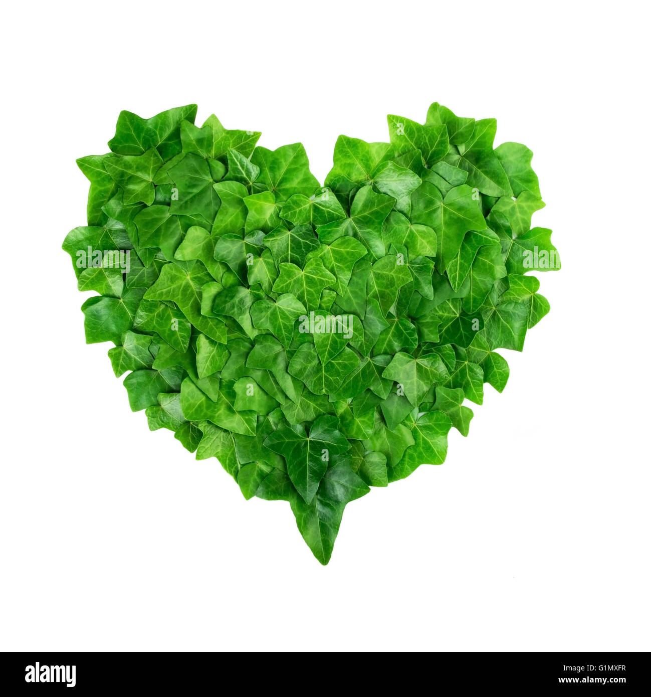 Natural pattern from ivy leaves in a heart shape on white background. Nature protection concept. Stock Photo