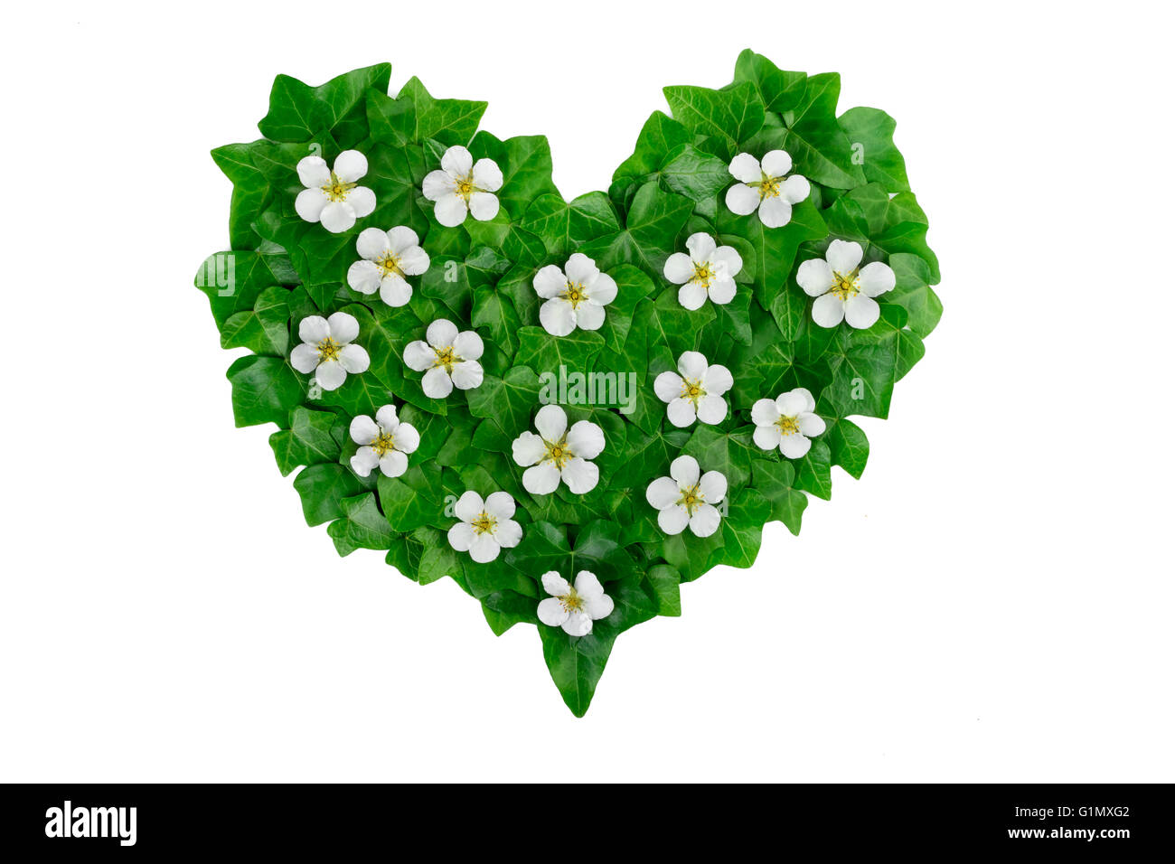 Green heart pattern made of ivy leaves and white flowers. Creative ...