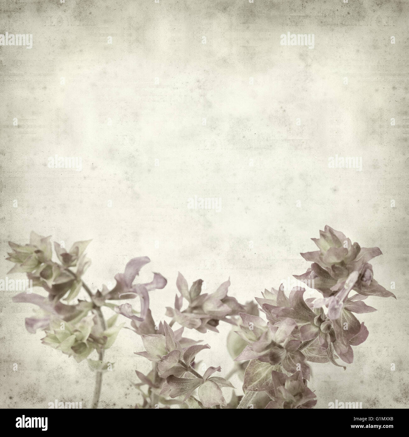 textured old paper background with Salvia canariensis, Canary Island