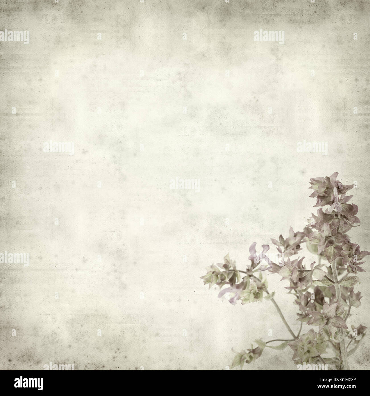 textured old paper background with Salvia canariensis, Canary Island