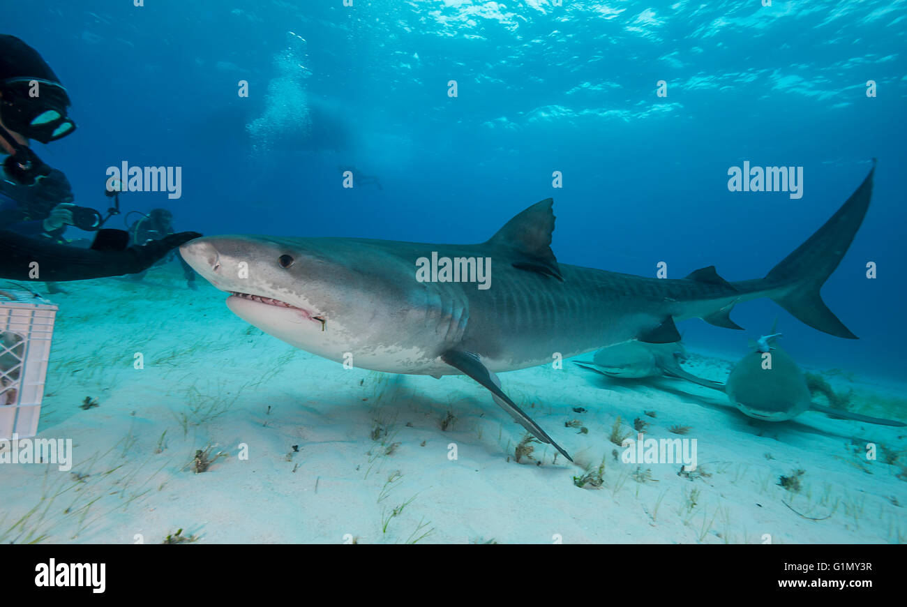 Tiger shark, galeocerdo cuvier, underwater in The Bahamas, Caribbean