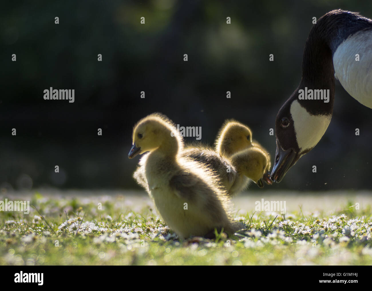 Canada goose (Branta canadensis) parent bird with goslings. Young chicks touching beaks with wild adult, on daisies in grass Stock Photo