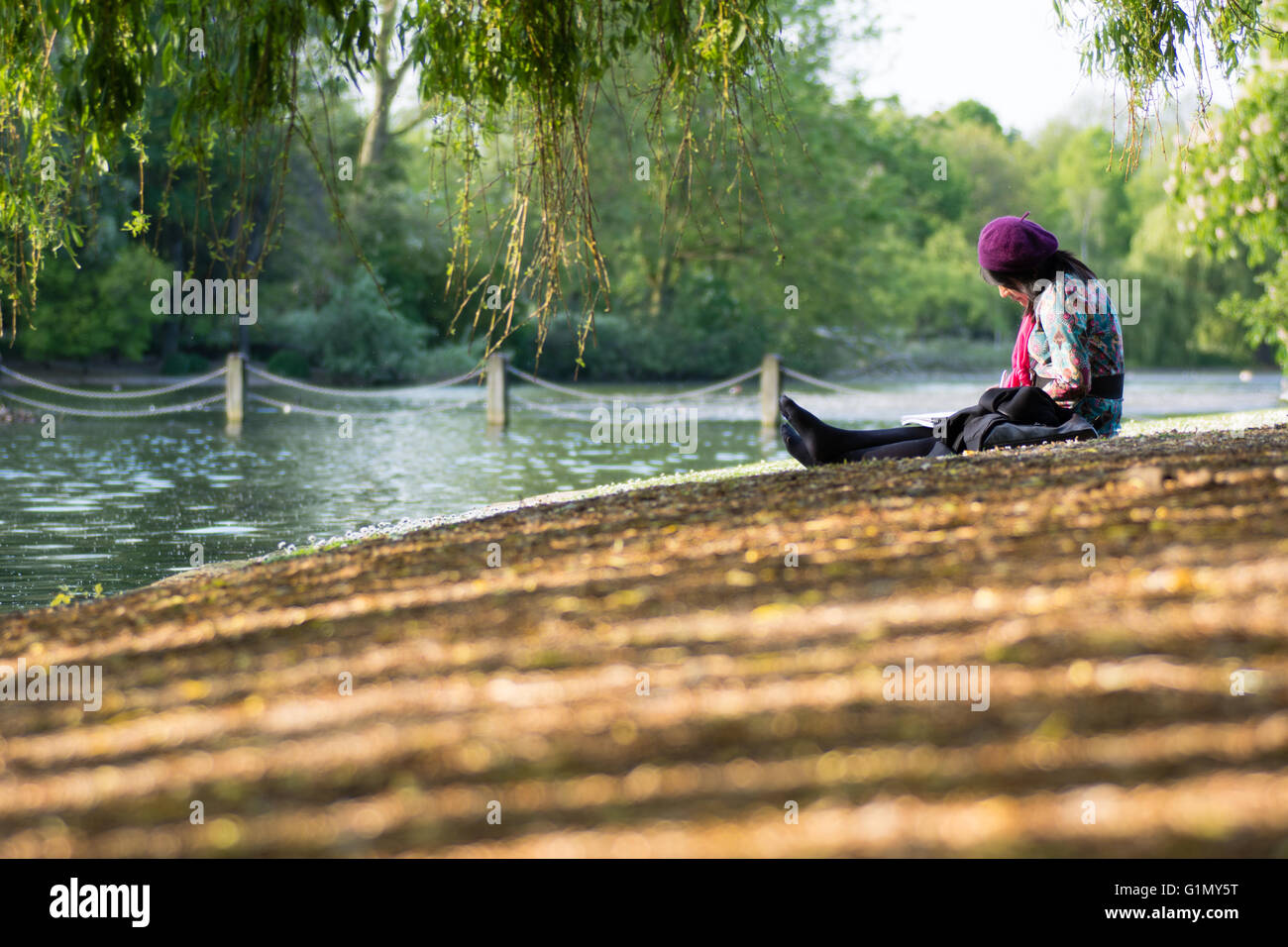 LONDON, UK - MAY 16 2016  Lady painting by lake in Regent's Park. An artist in purple beret sketching in tranquil evening sun Stock Photo