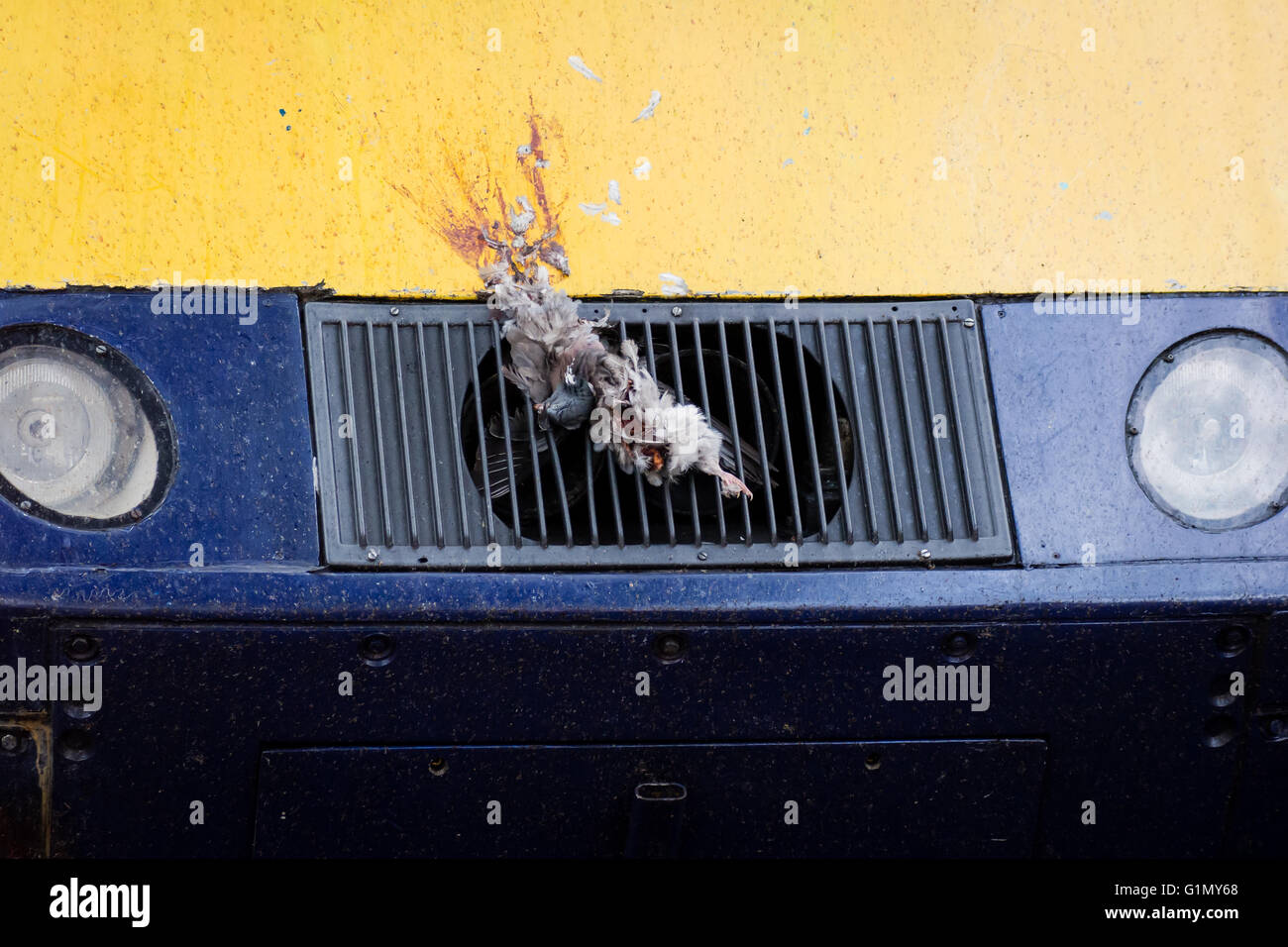 Pigeon stuck on grill of British train. Dead bird remains attached to front of high speed locomotive at the end of a journey Stock Photo