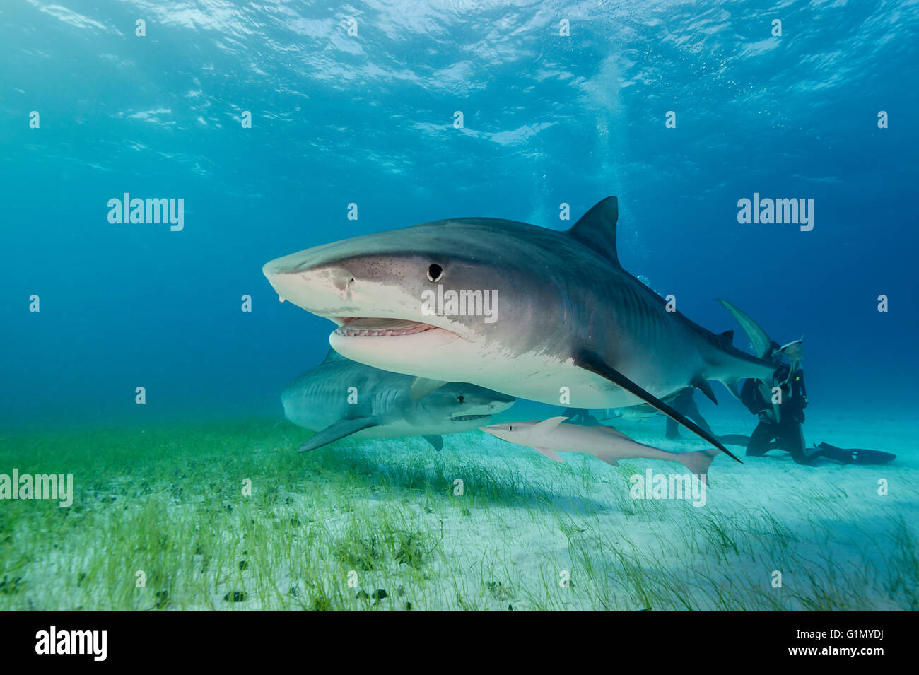 Tiger shark, galeocerdo cuvier, underwater in The Bahamas, Caribbean
