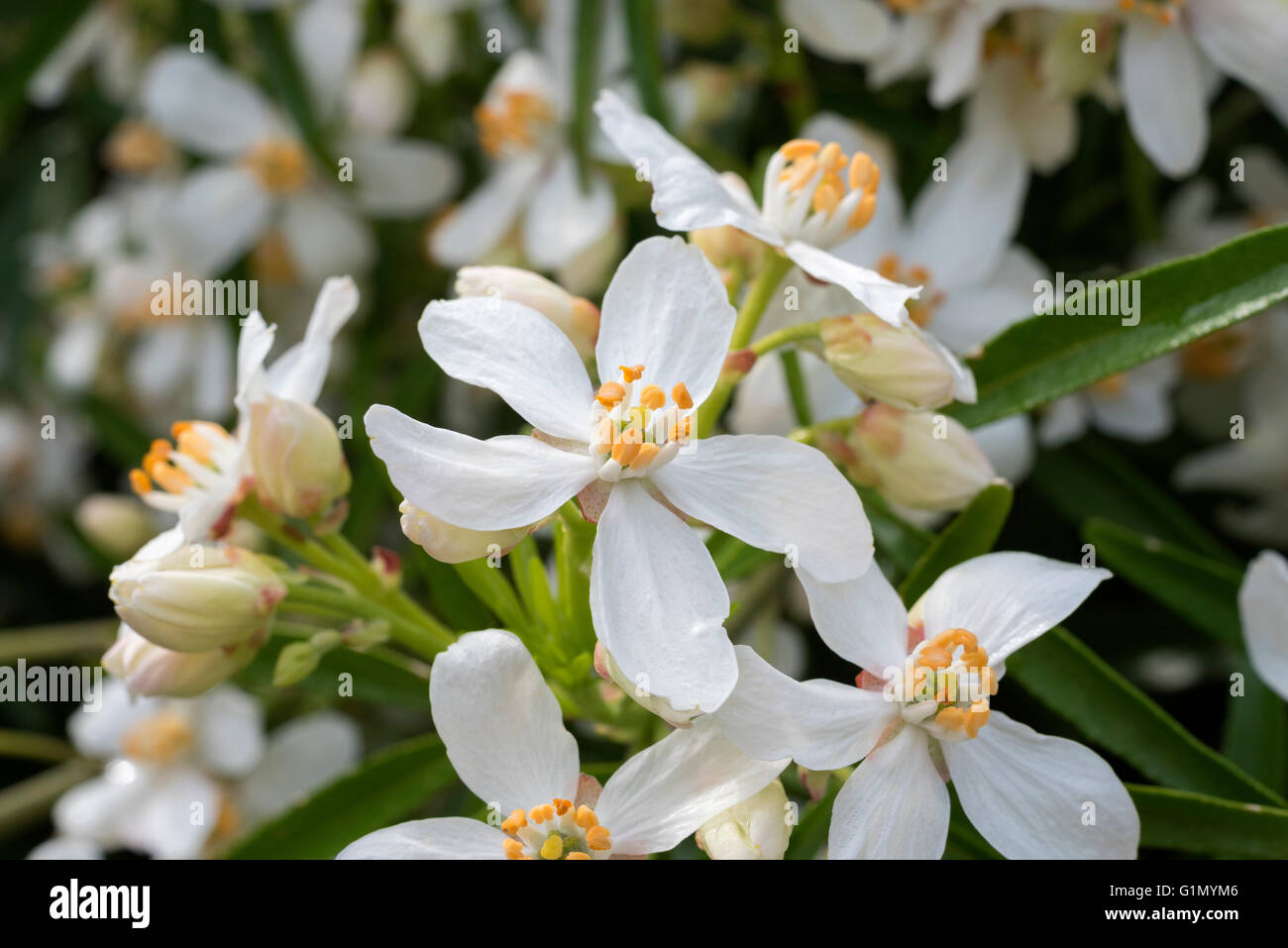 Closeup of flower on flowerhead of Choicya Aztec Pearl garden plant Stock Photo