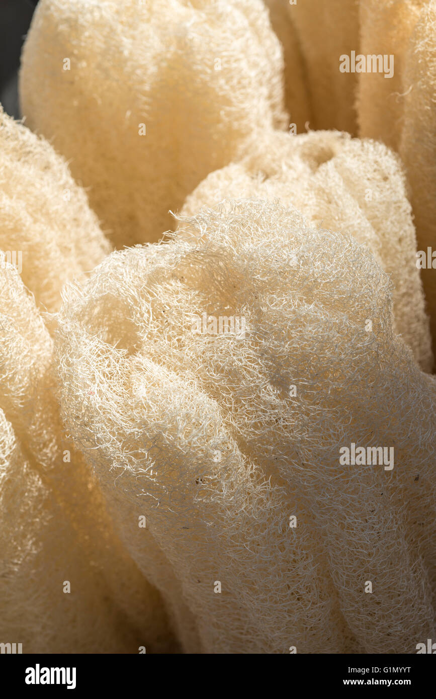 Close up of loofah in the market Stock Photo
